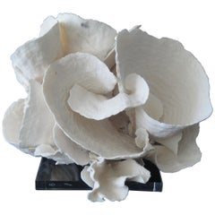 Espécimen decorativo de coral sobre base de lucita