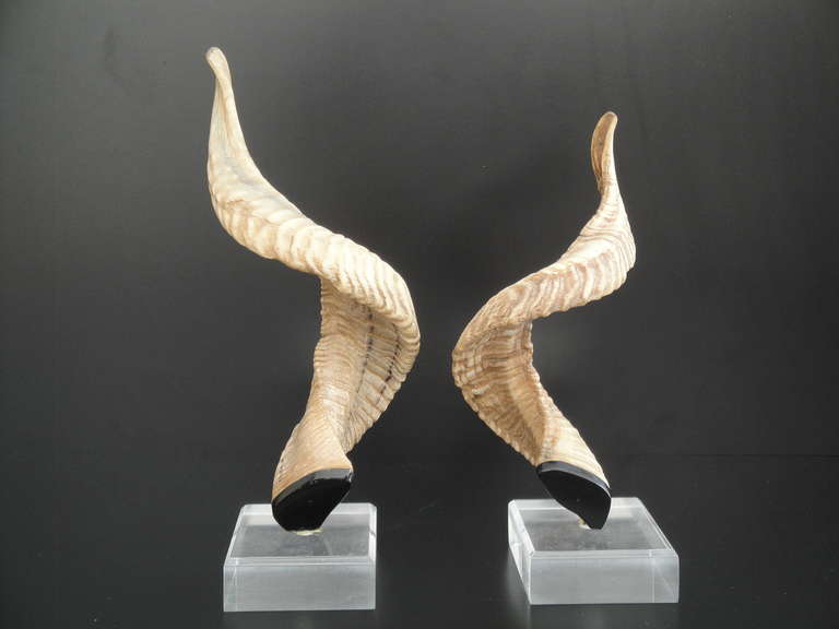 Decorative ram horns on lucite base
Large one is 14.5