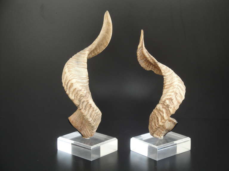 horn on lucite