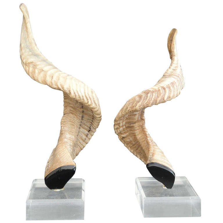Decorative Ram Horns on Lucite For Sale at 1stdibs