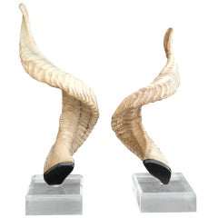 Decorative Ram Horns on Lucite