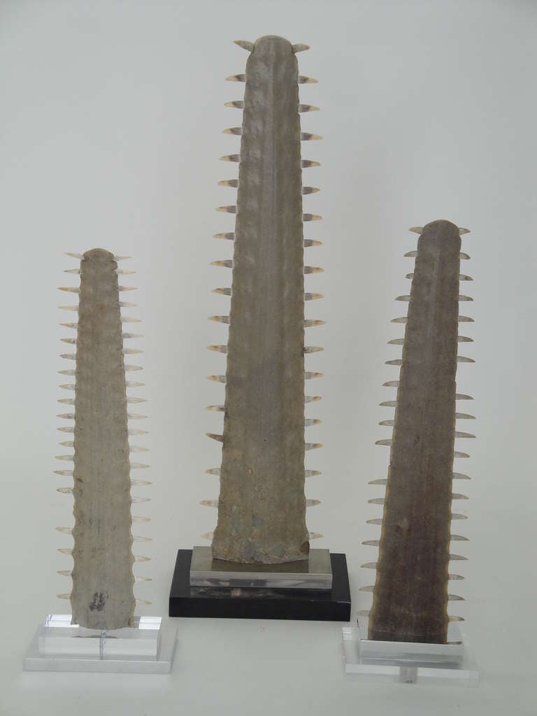 Set of two vintage sawfish bill rostrum snouts mounted on aluminum and Lucite bases. This listing is only for two smaller rostrums. ( large is not available)
Will only ship in USA due to CITES regulations. 
Offered at Gallery Girasole in North
