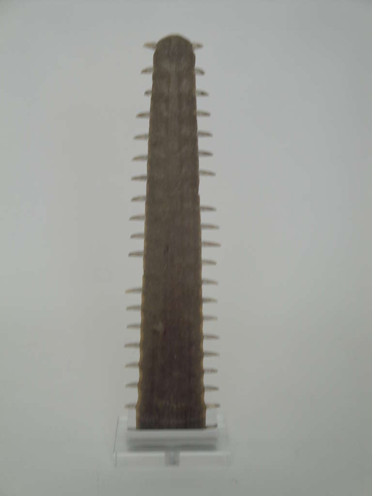 Anglo-Indian Set of Two Vintage Sawfish Bill Rostrum Snouts