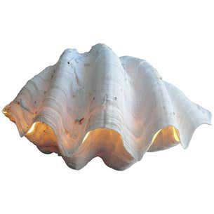 Beautiful Double Clam Shell at 1stDibs | calm shell, tridacna gigas for ...