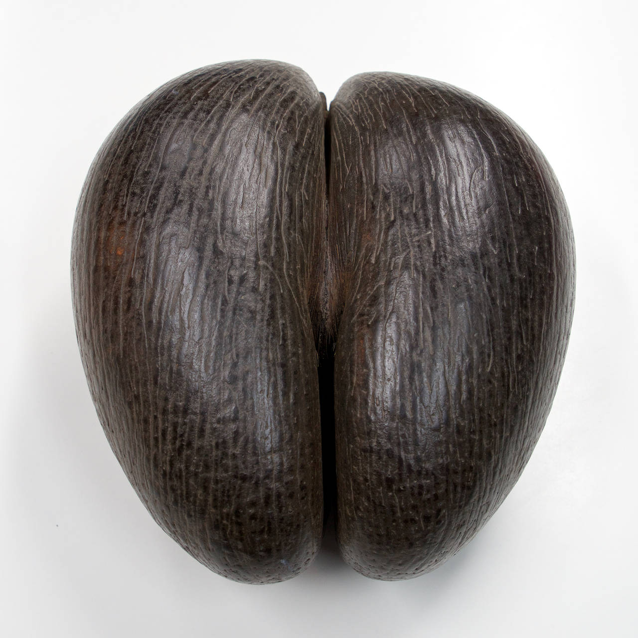 Rare find, a beautiful specimen of the largest nut in the plant kingdom, modern 50.