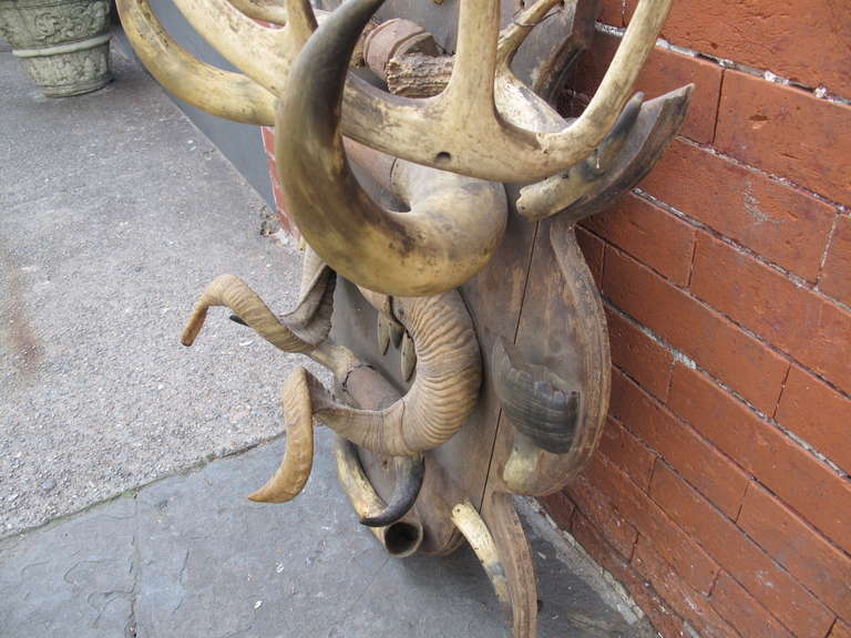 Antique Horn and Antler Trophy Mount In Good Condition In Brooklyn, NY