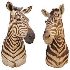 Pair of Similar Zebra Taxidermy Mounts