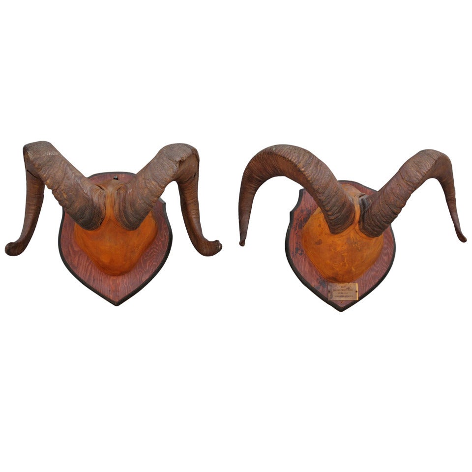 Pair of Stone Sheep Horns on Leather-wrapped Mounts