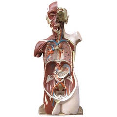 Denoyer Geppert Human Anatomy Model