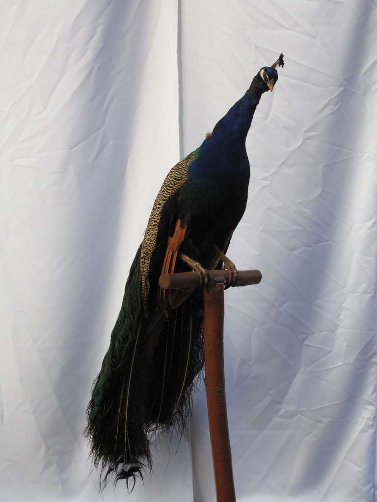 how much is a stuffed peacock worth