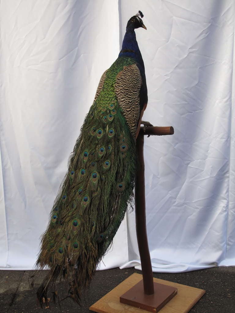 Full body mount taxidermy peacock.  Mounted on rustic t-bar pedestal with plywood base.  Out of a Copake, NY Estate. Base is 18