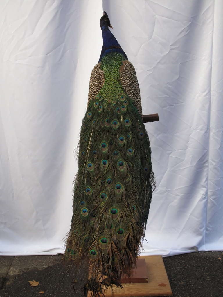 stuffed peacock taxidermy