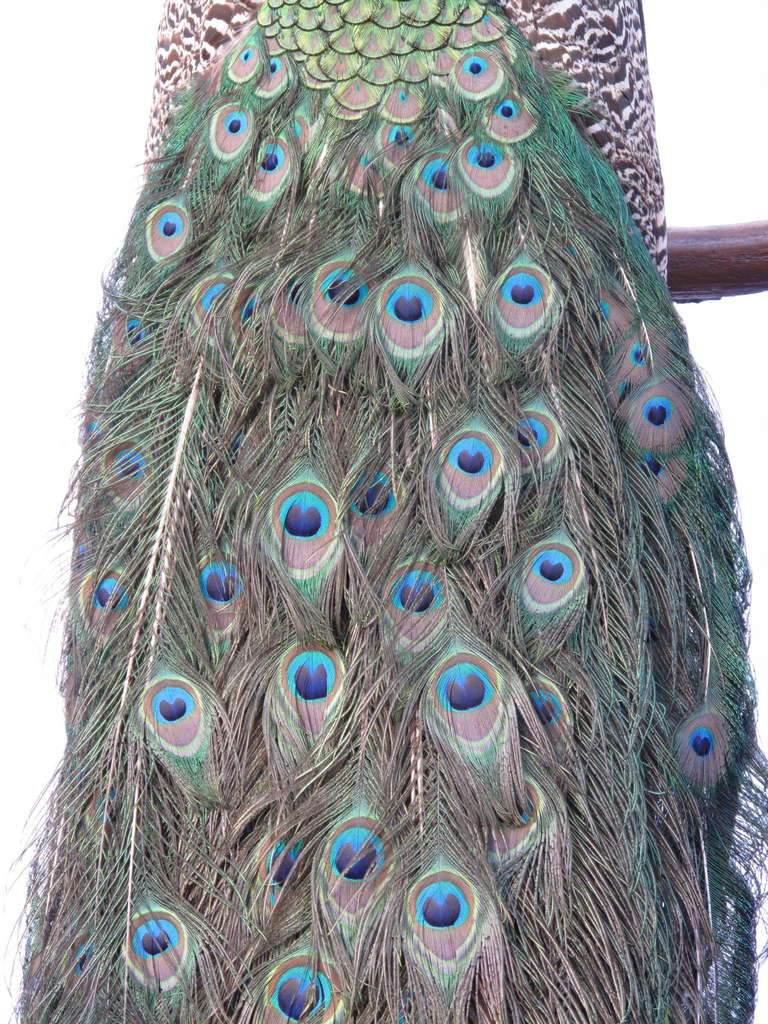 taxidermy peacock value