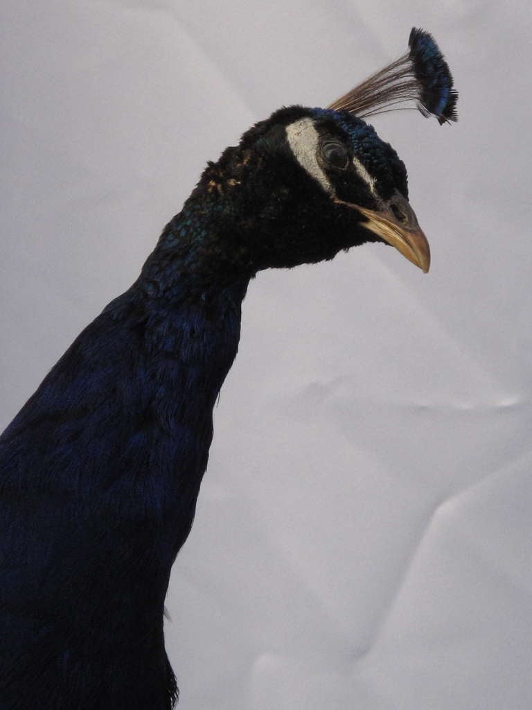 American Taxidermy Peacock