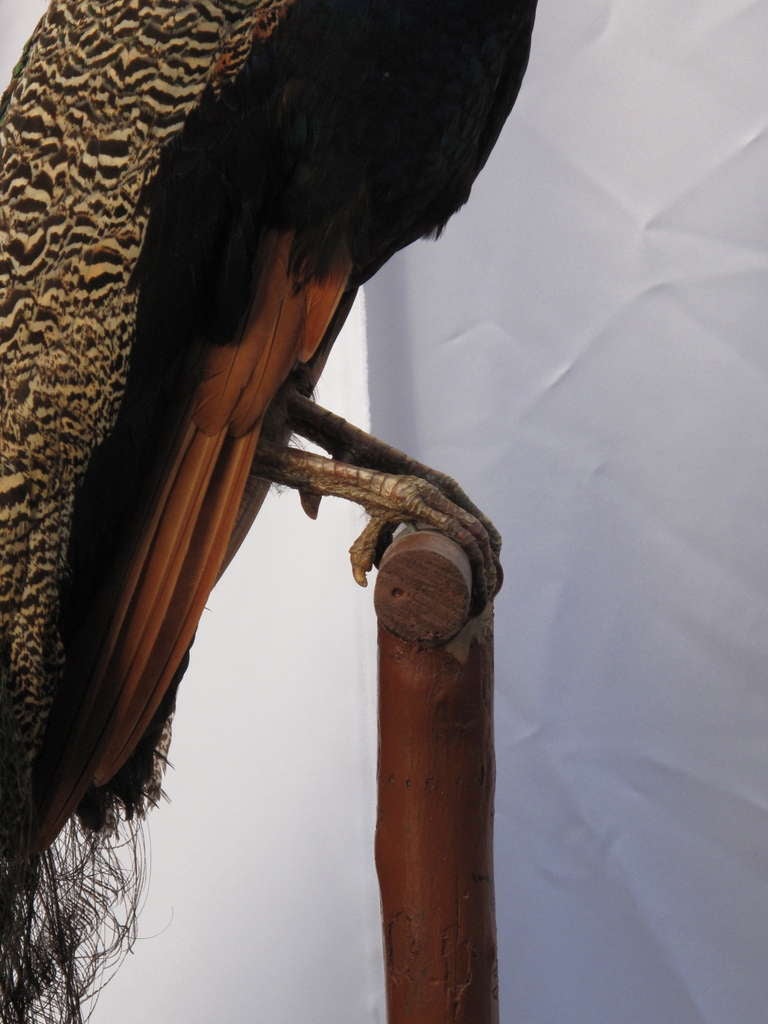 Taxidermy Peacock In Good Condition In Brooklyn, NY