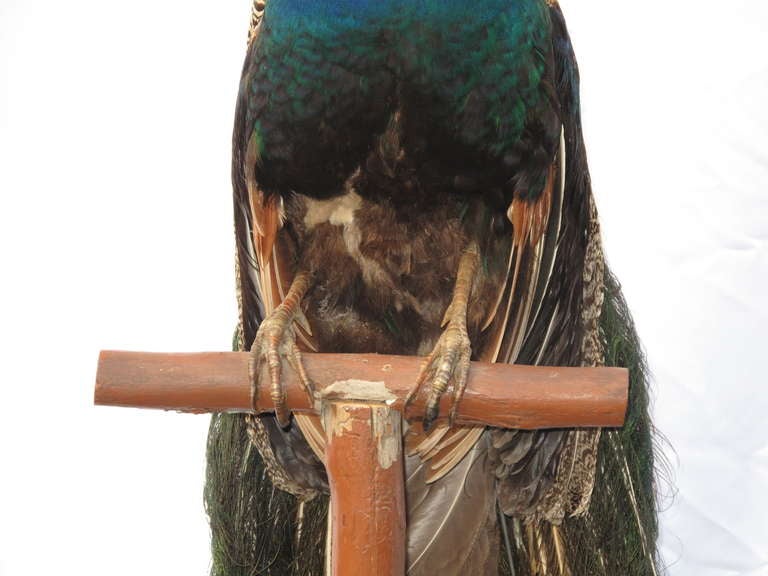 Mid-20th Century Taxidermy Peacock