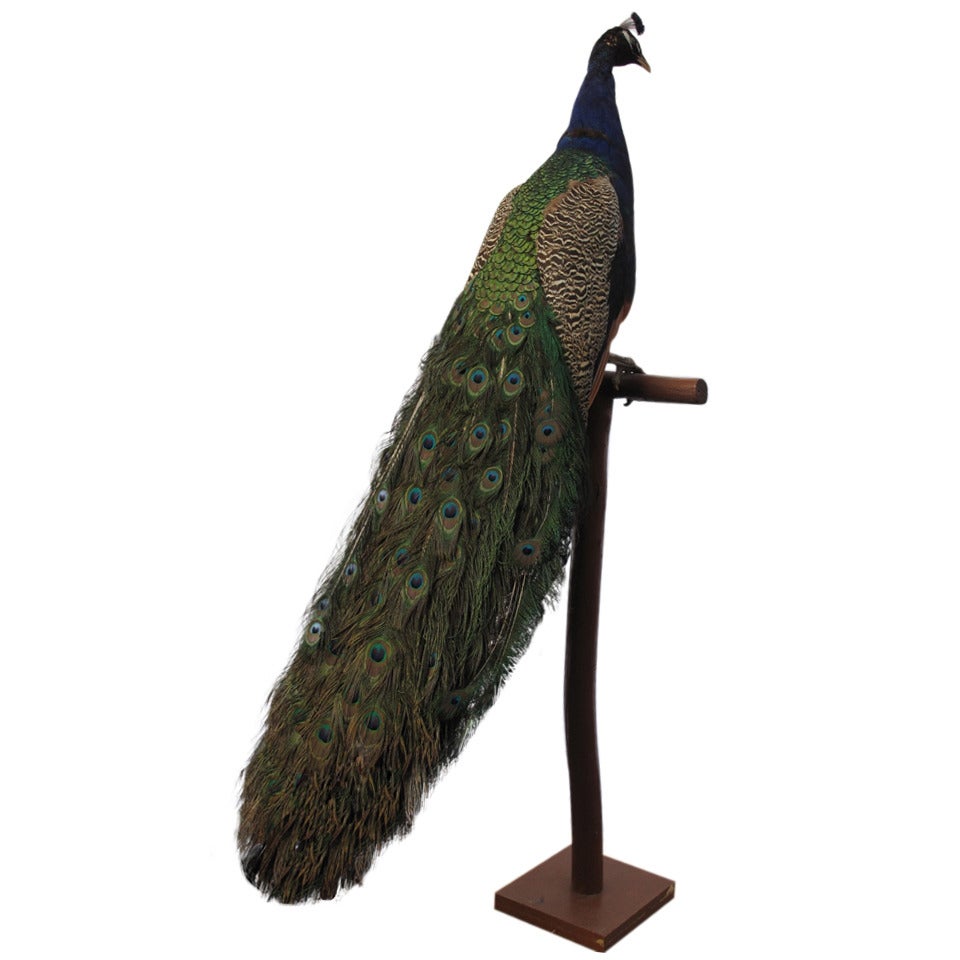 Taxidermy Peacock