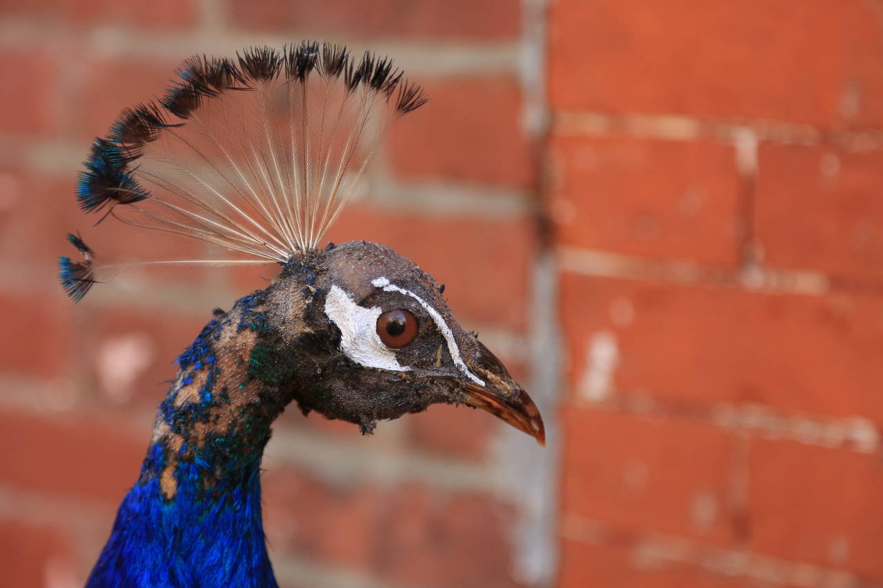 Taxidermy Male Peacock on Base 2