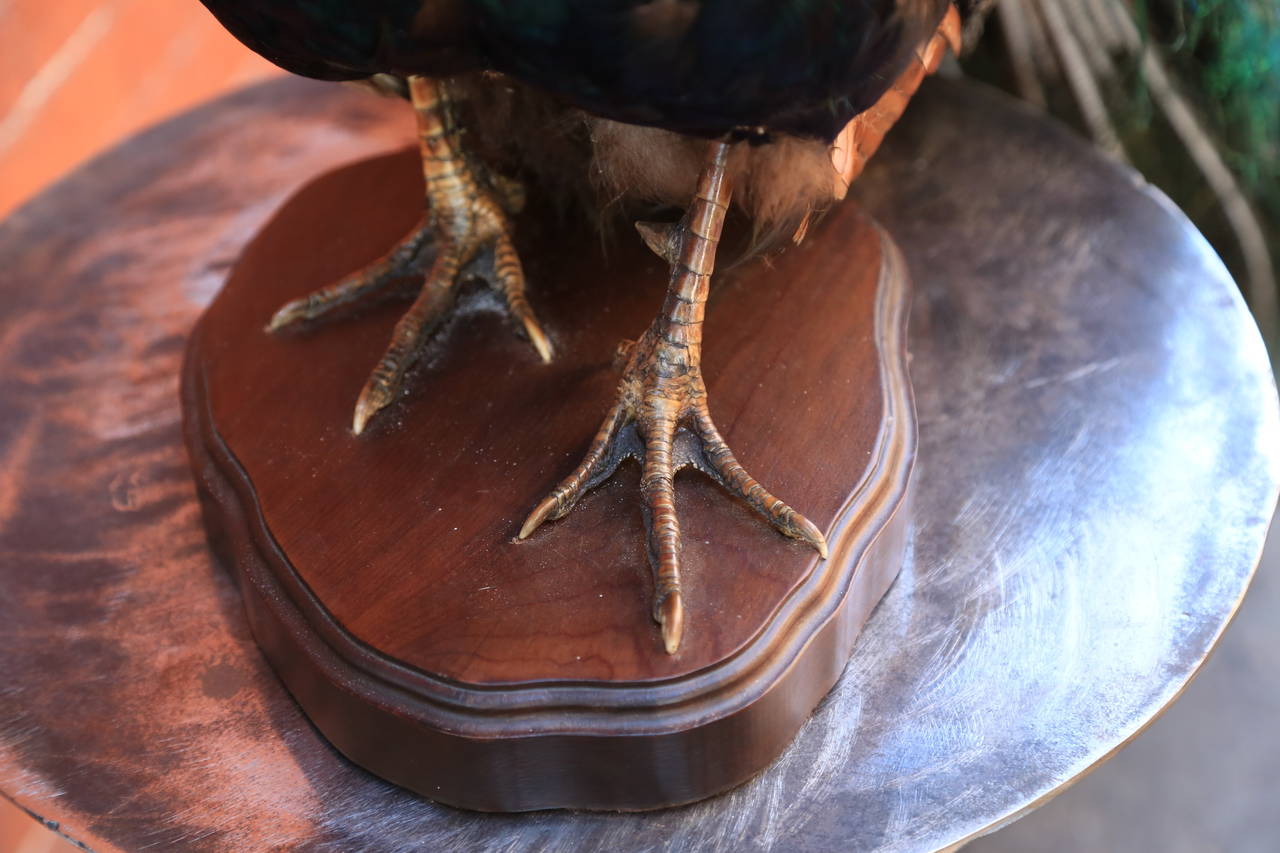 Mid-20th Century Taxidermy Male Peacock on Base