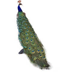 Taxidermy Male Peacock on Base