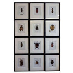 Set of 12 Vintage Beetle Prints