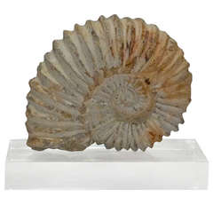 Jurassic Ammonite Fossil Shell