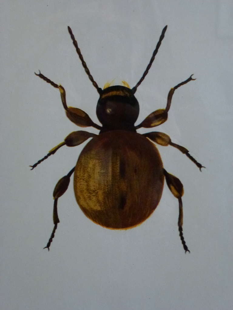 Set of 12 Vintage Beetle Prints