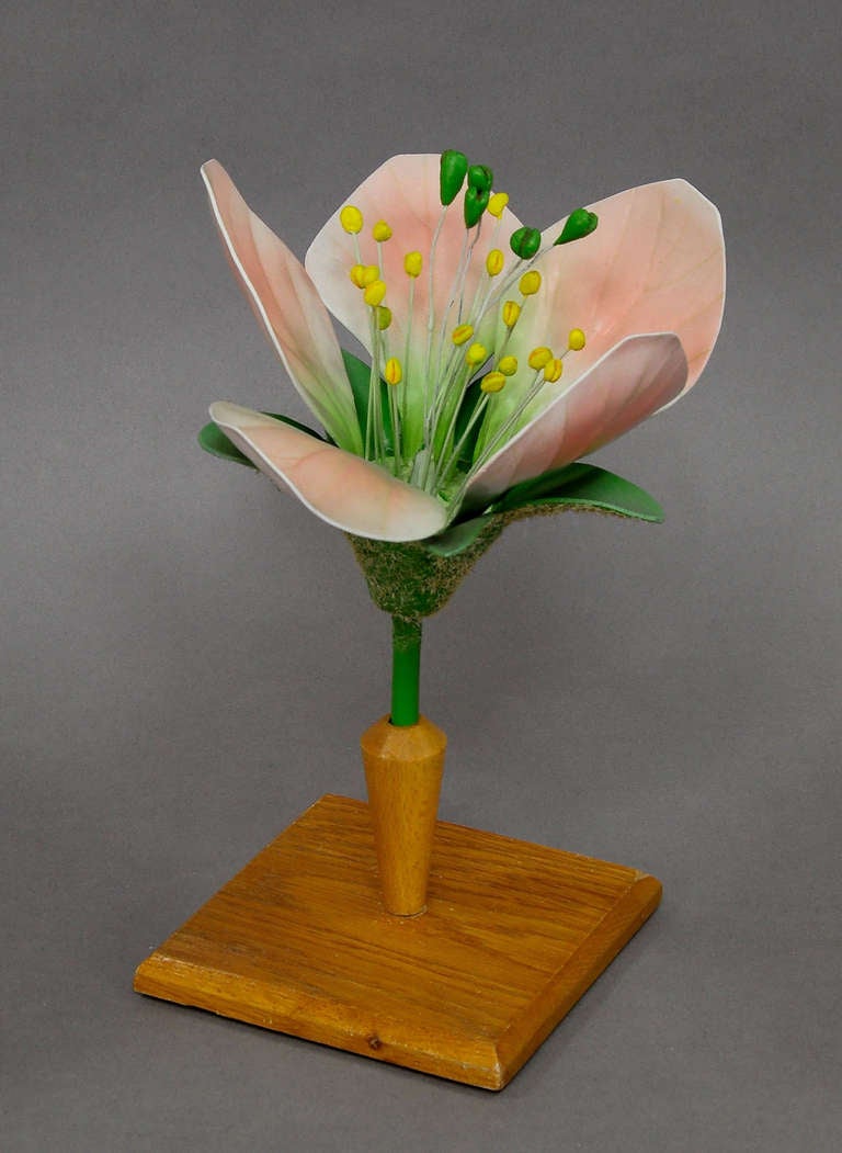 Vintage Botanic Model of the Apple Blossom by Somso