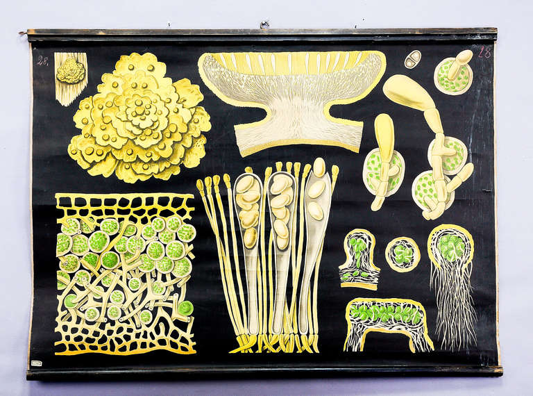 an old rollable wall chart showing the plant anatomy of lichen (physcia parietina). used as teaching material in german schools, ca. 1900. colorful print on paper, reverse side reinforced with canvas.