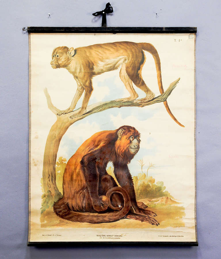 an old rollable wall chart showing the guenon (genus Cercopithecus) and the howler monkey (Alouattinae). used as teaching material in german schools, ca. 1900. colorful print on paper, reverse side reinforced with canvas.