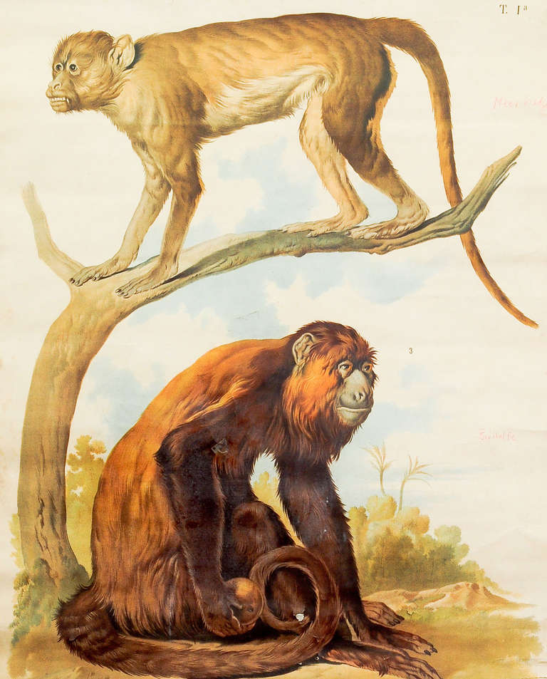 German Antique School Wall Chart - Guenon and Howler Monkey