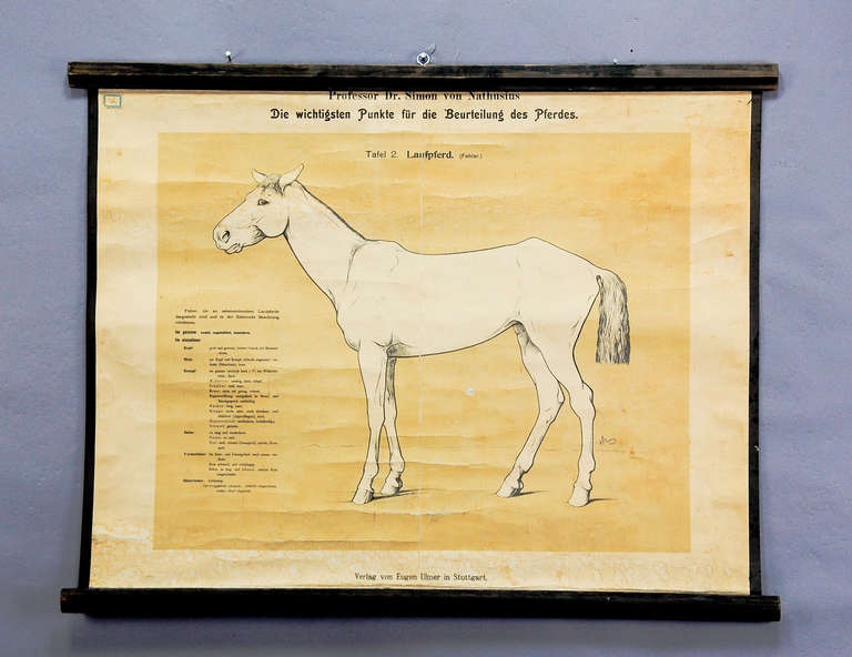 an old rollable wall chart showing the important criteria for the evaluation of the horse after Prof. Dr. Simon of Nathusius. used as teaching material in german schools, ca. 1900. print on paper, reverse side reinforced with canvas.