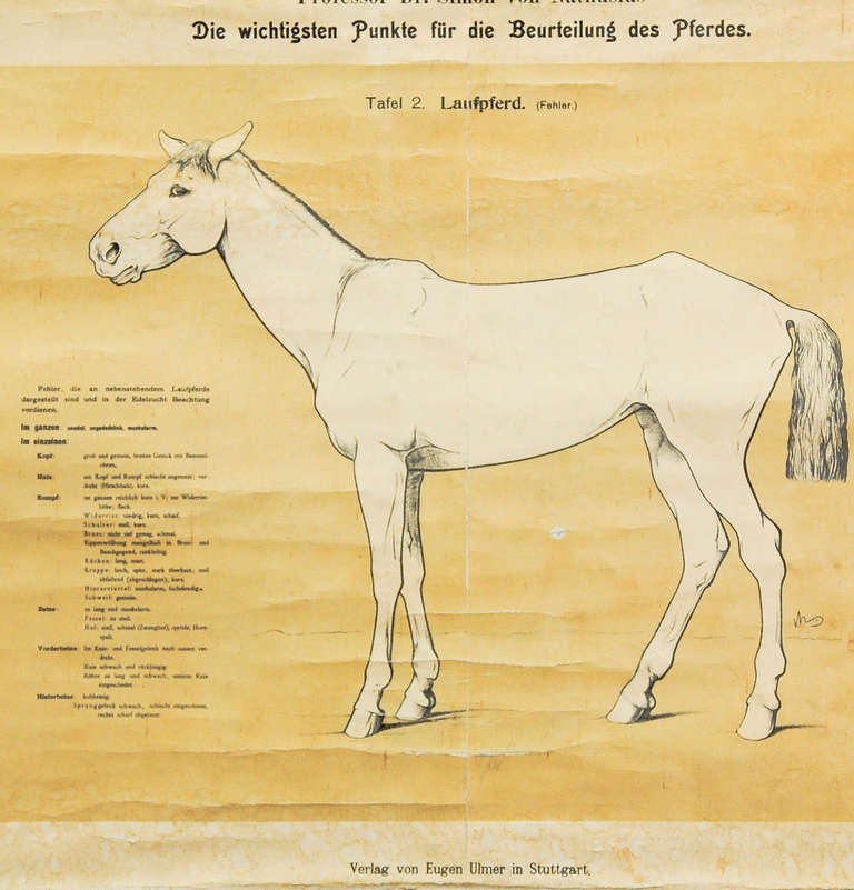 German Antique School Wall Chart - Evaluation of the Horse