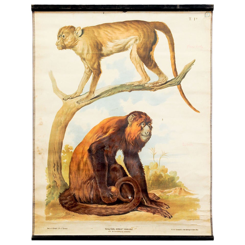 Antique School Wall Chart - Guenon and Howler Monkey