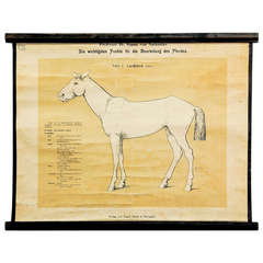 Antique School Wall Chart - Evaluation of the Horse