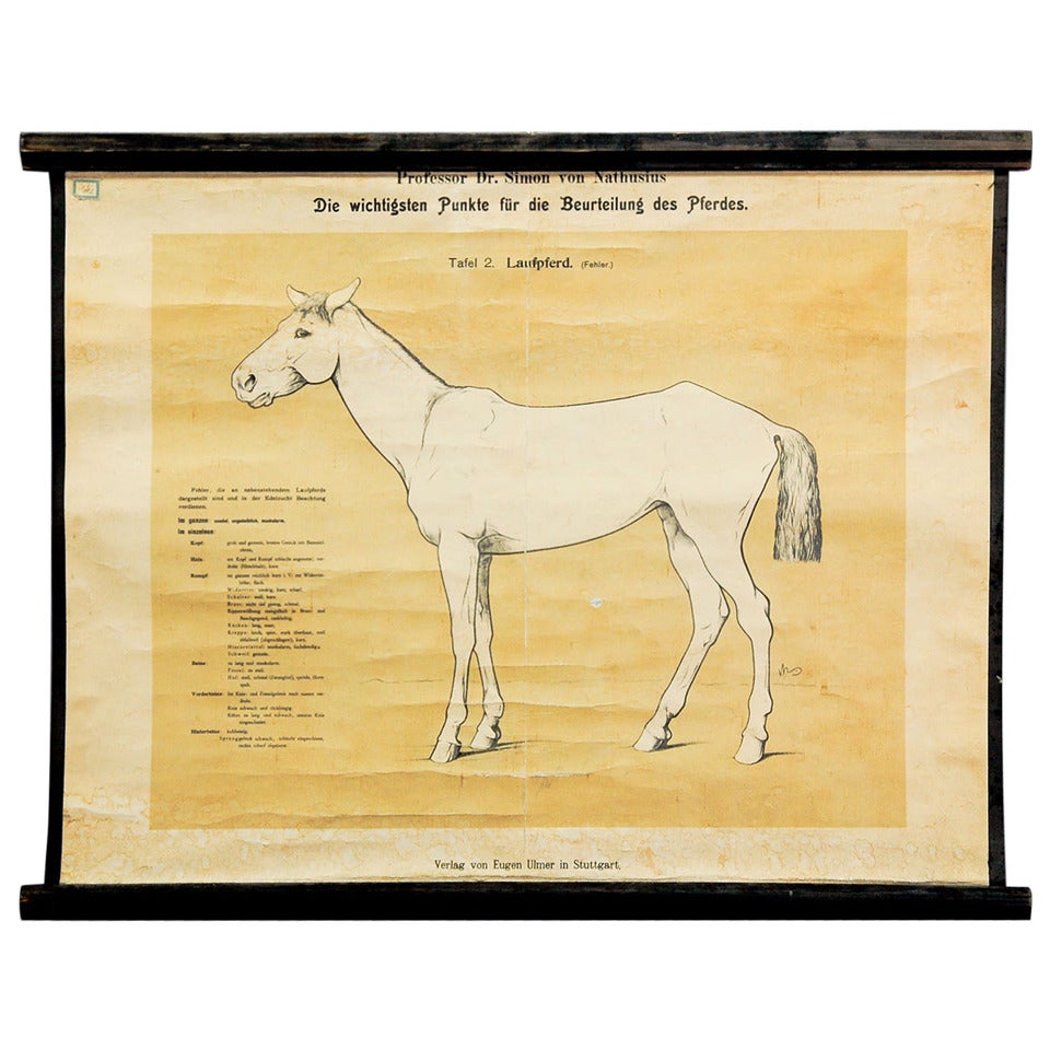 Antique School Wall Chart - Evaluation of the Horse