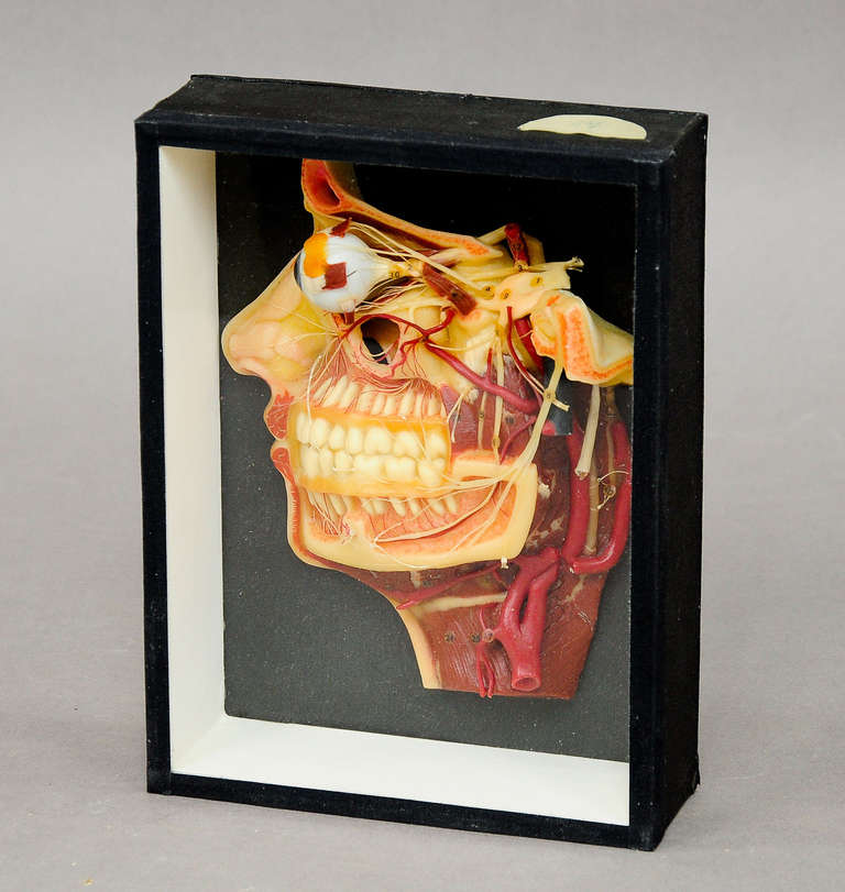 antique teaching aid wax anatomical head model