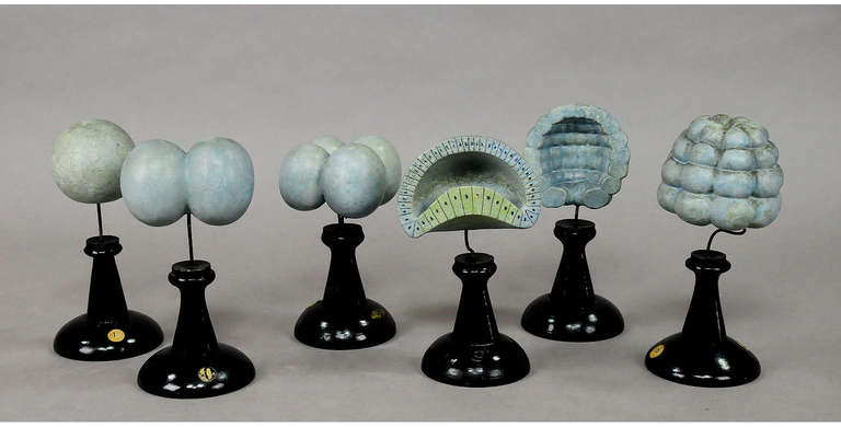A set of six biological models. used for class in German schools depicting the fertilized ovum of the lancelet. Plaster on painted wooden bases. Manufactured by. Luis M. Meusel, Germany, circa 1900.