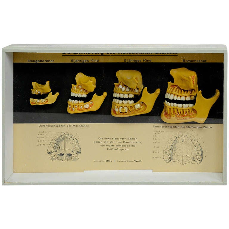 Antique Teaching Aid Wax Anatomical Model Human Teeth at 1stdibs