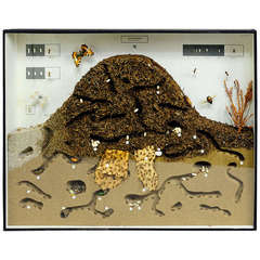 Biology School Teaching Display Anthill of the Red Wood Ant
