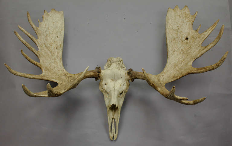 a great vintage elk wall trophy with original skull
