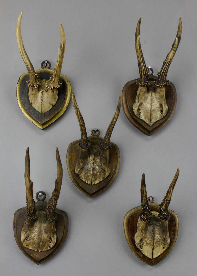 Rustic Set of Five Antique Deer Trophies, circa 1900