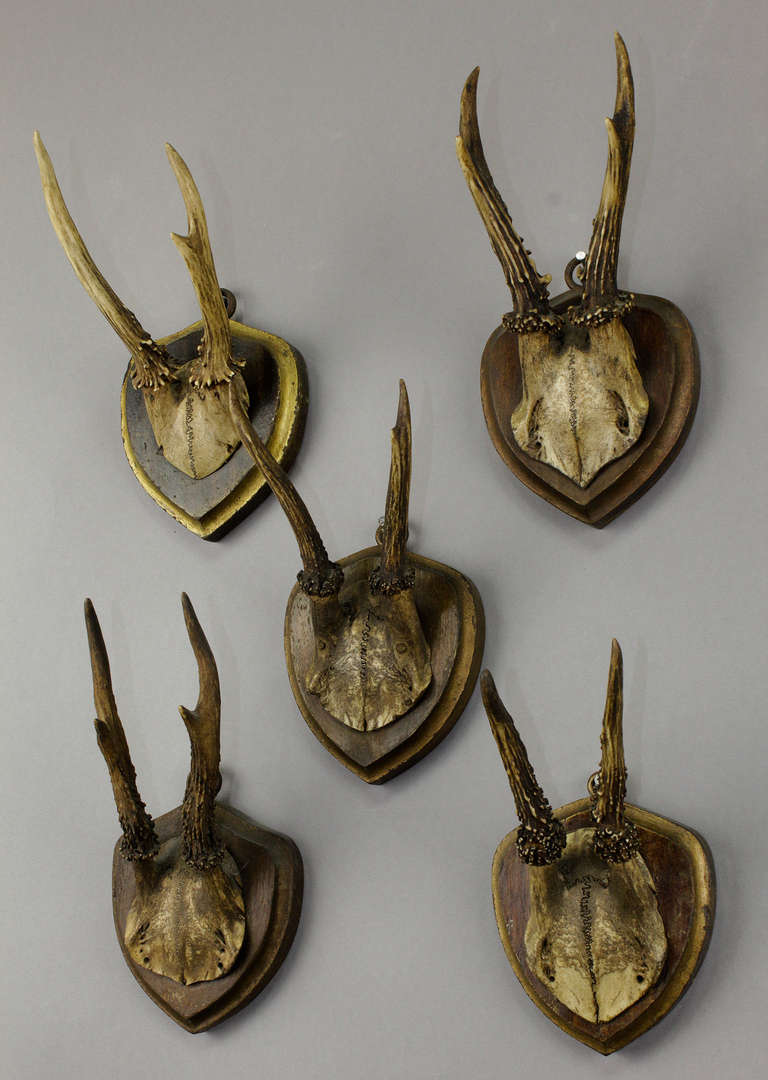Five roe deer trophies on carved and painted wood plaques. From a noble hunters estate in South Bavaria, circa 1900.