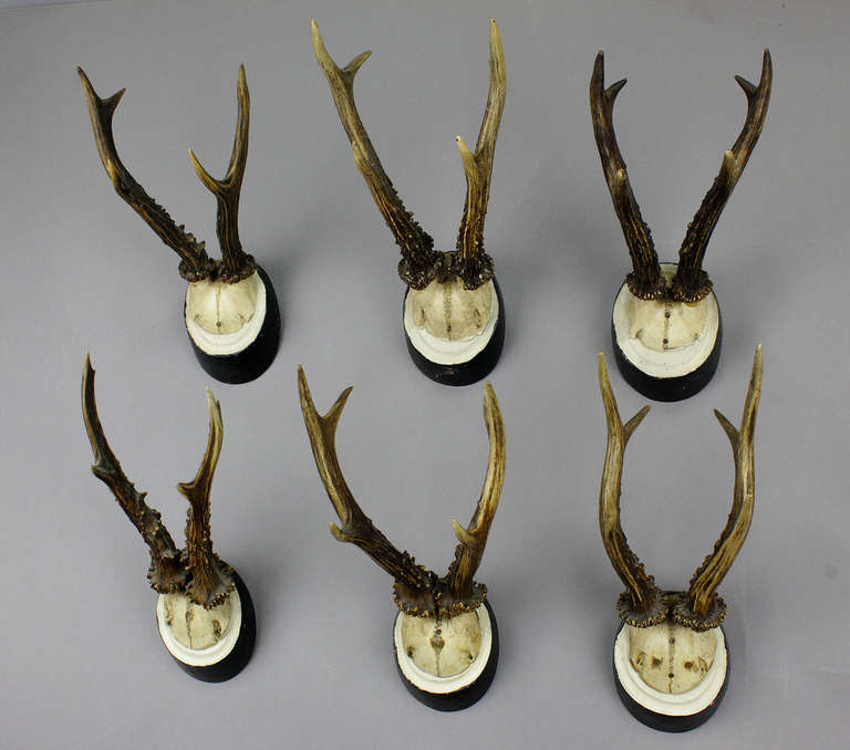 6 large deer trophies on wooden plaques. from a noble hunters estate in south bavaria, ca. 1900.