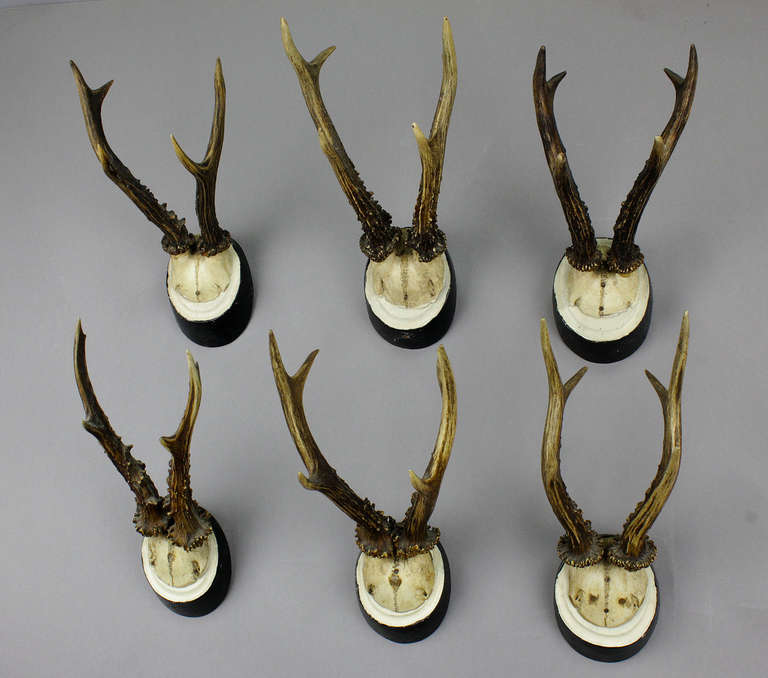 Set of Six Antique Deer Trophies, circa 1900