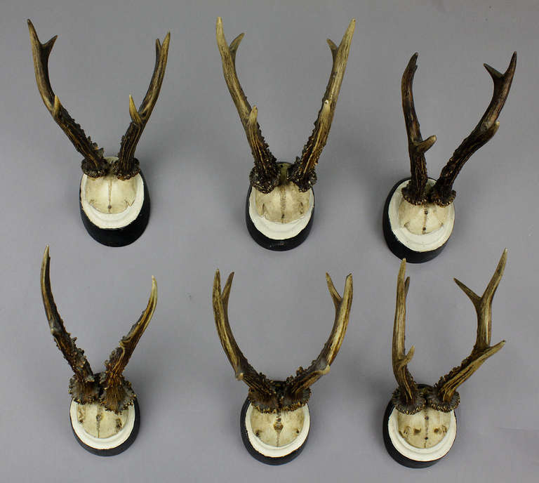 Rustic Set of Six Antique Deer Trophies, circa 1900