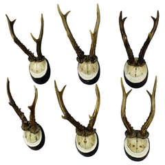 Set of Six Antique Deer Trophies, circa 1900