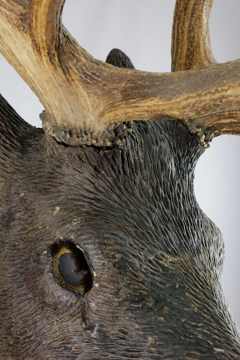 20th Century Black Forest Wooden Carved Stag Head Ca. 1900