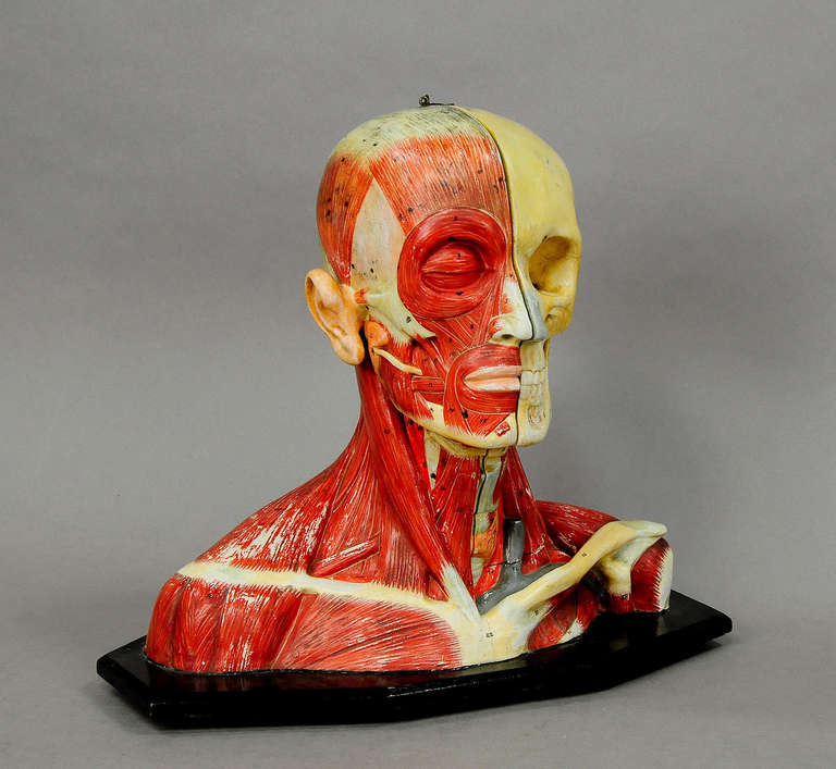 A delicately hand-painted and highly detailed anatomical head for class. Made of wood and plaster. Left side showing muscles, right side skull. Right side detachable with removable brain parts.