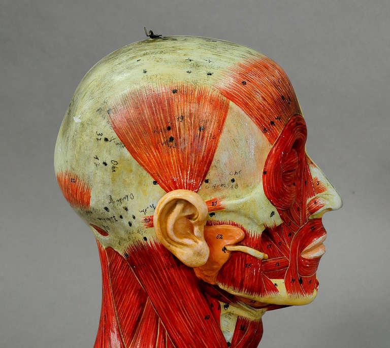 half head anatomy model labeled
